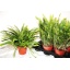 product/img.ozexport.nl/NEP17GL-LIVE_fotos-0xC1CDDB7B1215BDCA4D2743C023F3B306F75FA531.jpg