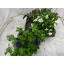 product/img.ozexport.nl/PET21-LIVE_fotos-0xC33DCCD8305A960ED01062A277896FE2727362A4.jpg