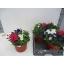 product/img.ozexport.nl/PET21-LIVE_fotos-0xE8172D778AB35B9787D1B8E61BAED3C4942FA69B.jpg