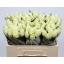 product/img.ozexport.nl/RCOUNT5-LIVE_fotos-0xD4355DD015FC9E04AD9E8469B4F5C6E34E92BE59.jpg