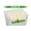 product/img.ozexport.nl/RDOL7-LIVE_fotos-0x2A207BCA81ECB4D6A2418A5F2FD9FFE55351C1CA.jpg