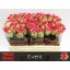 product/img.ozexport.nl/REVEN5-LIVE_fotos-0x10CCEDFB88ABB0630F32EBCC1BB7DA1AF1665D62.jpg