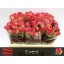 product/img.ozexport.nl/REVEN5-LIVE_fotos-0xE1D8849FCA4982C278E28F43DC2F93ACD0DCB6FF.jpg