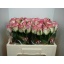 product/img.ozexport.nl/RJUM5-LIVE_fotos-0x773D3FC6025A17D4BA86BF375008CE19EE96D78D.jpg