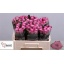 product/img.ozexport.nl/RMAR5M-LIVE_fotos-0xD20B3614F142626561D41DABB9B3D70E4A767E9F.jpg