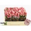 product/img.ozexport.nl/RMOD5-LIVE_fotos-0xEBD85E09CA5B2B7F4A235C59AD8F83083C7037CE.jpg