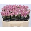 product/img.ozexport.nl/RNIGH5-LIVE_fotos-0xA209D1EA767F704A81E6B11DB80B3DCB73C1B166.jpg