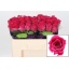 product/img.ozexport.nl/RPIN5R-LIVE_fotos-0x5079A214CBD18AED9EA752D264A2A72920949DB0.jpg