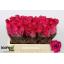 product/img.ozexport.nl/RPIN5R-LIVE_fotos-0xB177FBC8FA7C657713194AE0A845192B9AF2F5E7.jpg