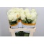 product/img.ozexport.nl/RPLAB5-LIVE_fotos-0x0CA7F2A934EE18EB13BE91C89BF1D55537B04A9B.jpg