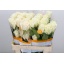 product/img.ozexport.nl/RPLAB5-LIVE_fotos-0xCC567580DC854646E1ABB80A182A98BD66FDB493.jpg