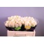 product/img.ozexport.nl/RSEN5-LIVE_fotos-0x20DBAEF9C01786FEE8E7F84B09D1236B26206D5B.jpg