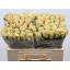 product/img.ozexport.nl/RTOPF5-LIVE_fotos-0xFACCBF148C6DF8353E90C12CE2CA753657F1542F.jpg