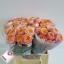 product/img.ozexport.nl/RVUV4-LIVE_fotos-0xF4C8B9A387F6C848C92C4B49C4A5353B38B53766.jpg