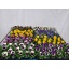 product/img.ozexport.nl/VIO9-LIVE_fotos-0xEB2504F4F6B30530F24D85E6BB99DD19B2143157.jpg