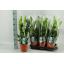 product/img.ozexport.nl/ZAM17-LIVE_fotos-0x8935D153C440E38B82D1AD55B8EC1D708AA9A1B2.jpg