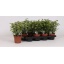 product/webshop.ozplanten.nl/FIC17KIN-PIC6021575_RES.JPG