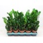 product/webshop.ozplanten.nl/ZAM510-PIC5395829_RES.JPG