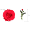 04-rosa-tallo-premium-dimensiones.png