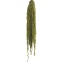 AMA4114-2-amaranthus.jpg