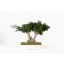 BJU25-1-bonsai-procumbens.jpg