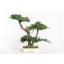 BJU50-1-bonsai-procumbens.jpg