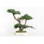 BJU50-1-bonsai-procumbens.jpg