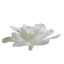 GAR1000-02-gardenia.jpg