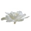 GAR1000-02-gardenia.jpg