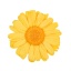 GER2350-01-gerbera-standard.jpg