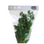 MIN0103-3-ming-fern.jpg