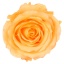 PRZ1550-01-rosa-tallo-standard.jpg