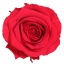 PRZ7200-01-rosa-tallo-premium.jpg