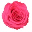 PRZ7490-01-rosa-tallo-premium.jpg
