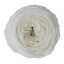 RGA2000-01-rosa-jardin.jpg