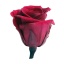 RME3710-02-rosa-medium.jpg