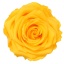 RSG2350-01-rosa-premium.jpg