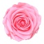 RSG2420-01-rosa-premium.jpg