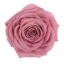 RSG2480-01-rosa-premium.jpg