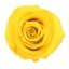 RST234G-01-rosa-standard.jpg