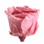 RST248G-02-rosa-standard.jpg