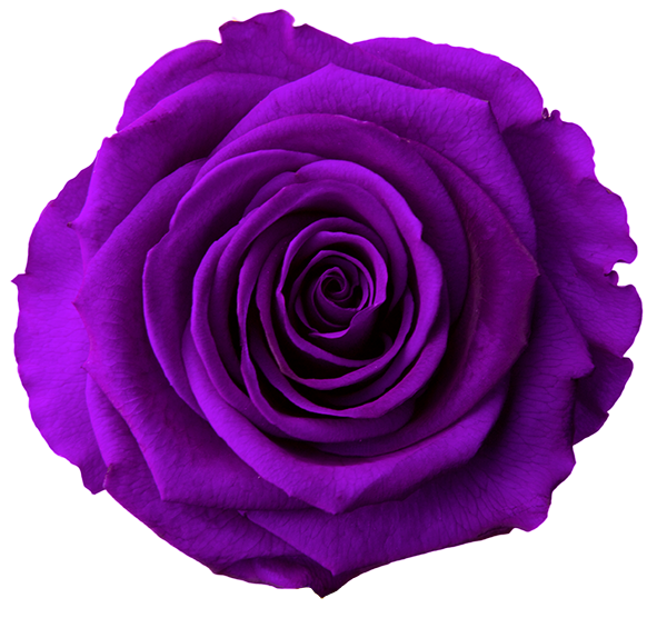 Stabiliseeritud roos GRANDE 6tk DARK PURPLE