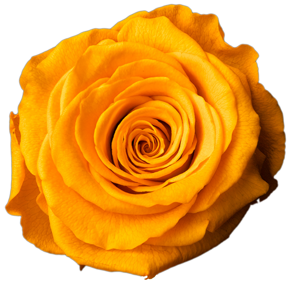 Stabiliseeritud roos GRANDE 6tk karbis GOLDEN YELLOW