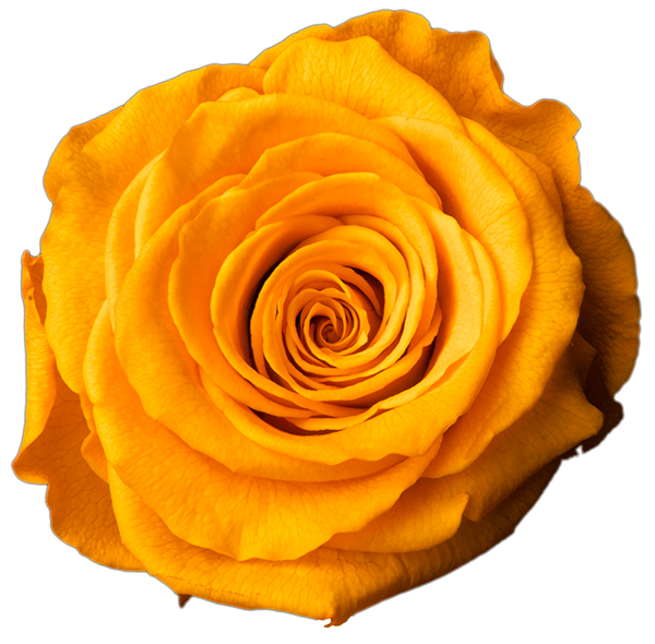Stabiliseeritud roos GRANDE 6tk GOLDEN YELLOW