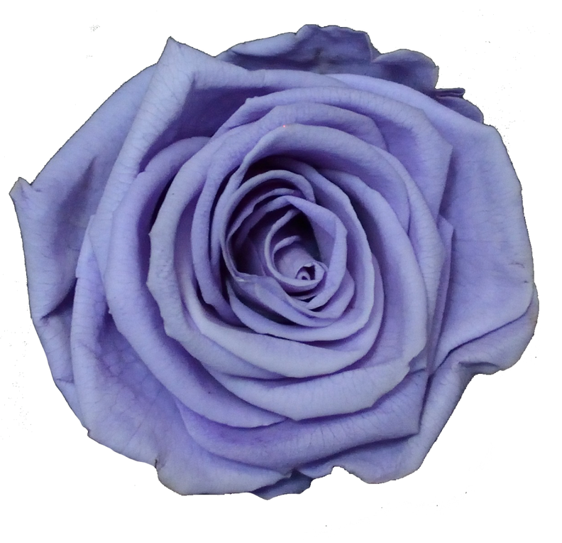 Stabiliseeritud roos GRANDE 6tk karbis LIGHT BLUE