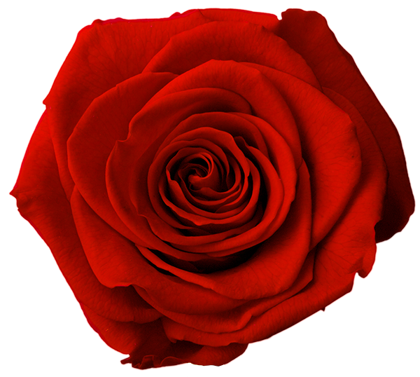 Stabiliseeritud roos GRANDE 6tk karbis FOREVER RED