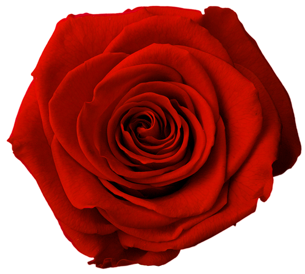 Stabiliseeritud roos GRANDE 6tk FOREVER RED