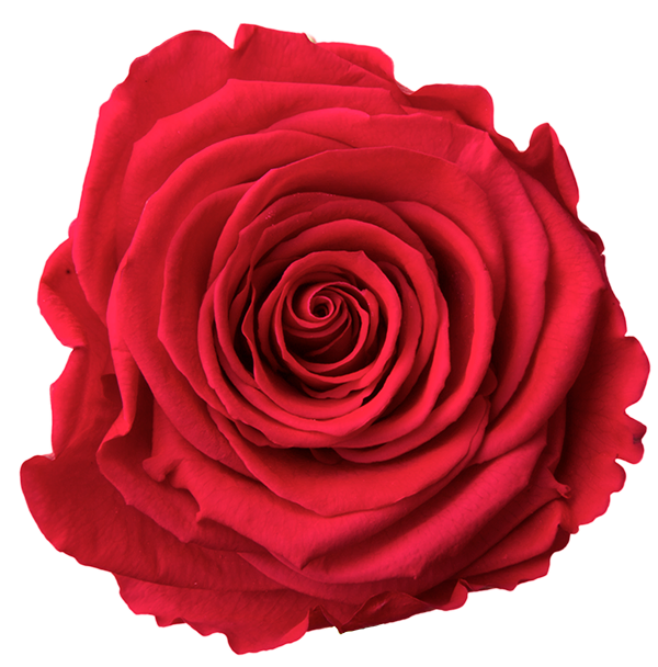 Stabiliseeritud roos GRANDE 6tk karbis LATIN CHERRY